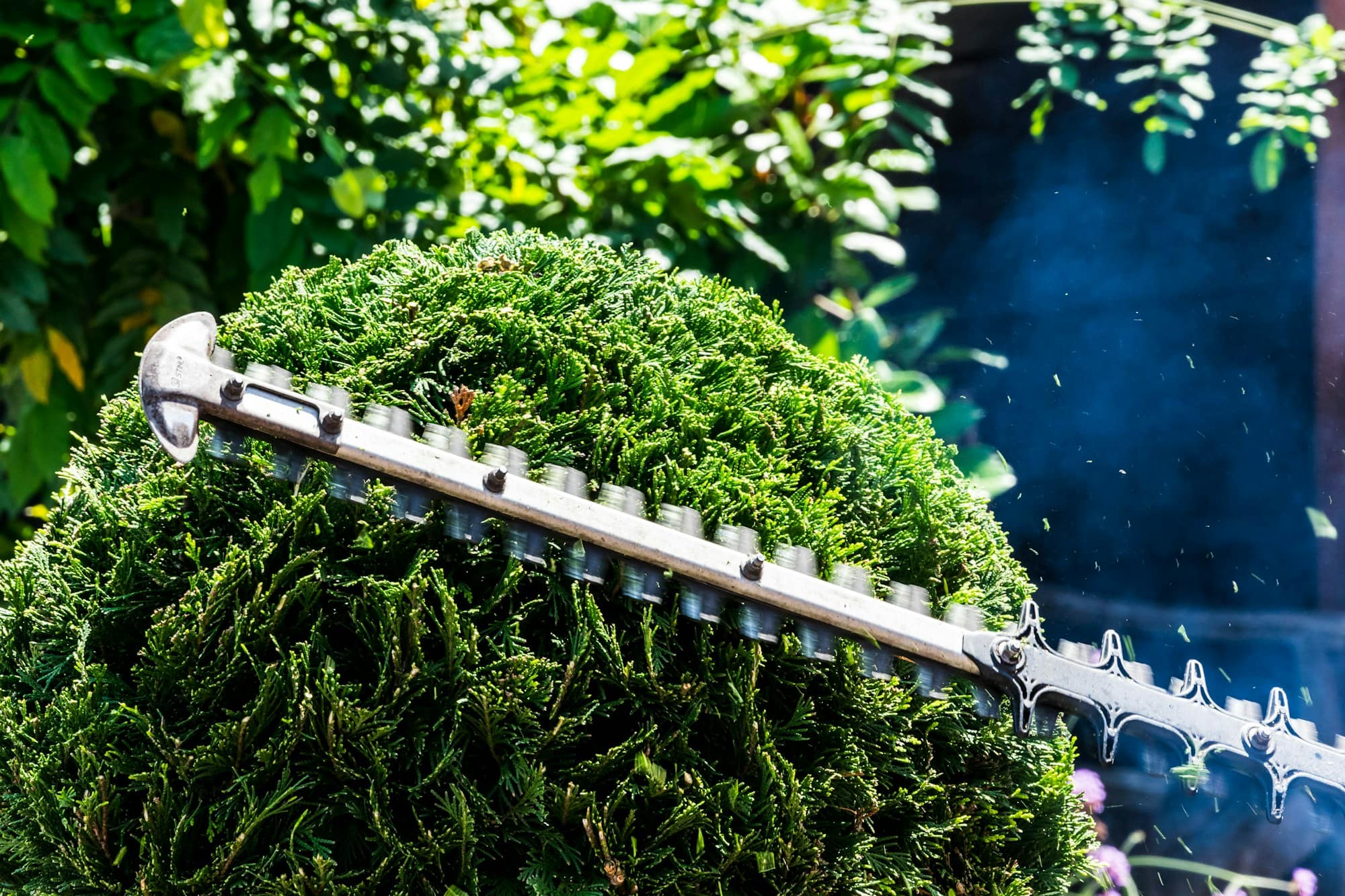 Petrol hedge trimmer blade cutting across the rounded top of a dense green shrub, clippings flying