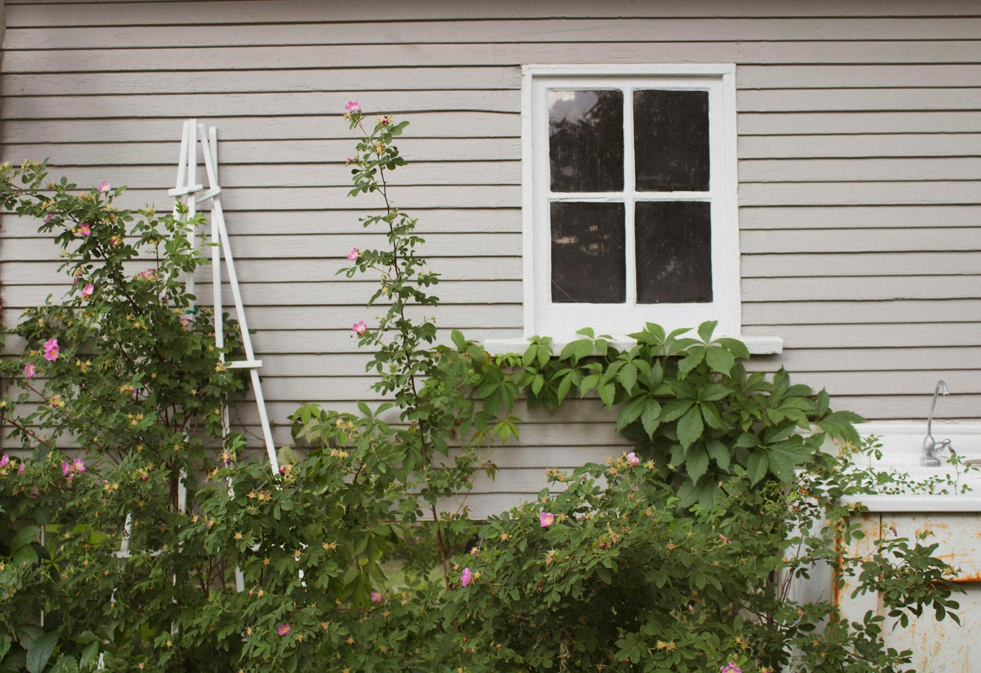 Weatherboard house with overgrown shrubs and climbing plants growing up past the window