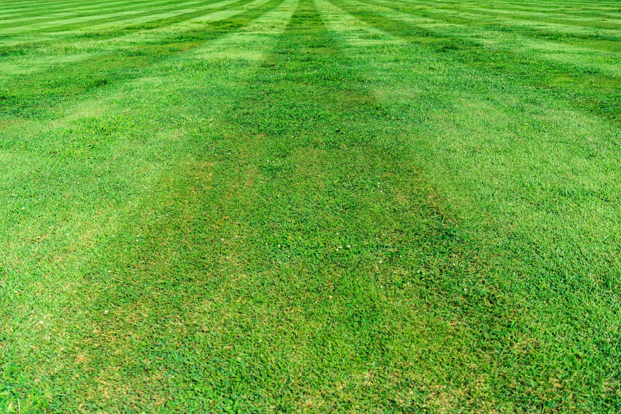 Freshly mown lawn with alternating light and dark stripes running away from the camera
