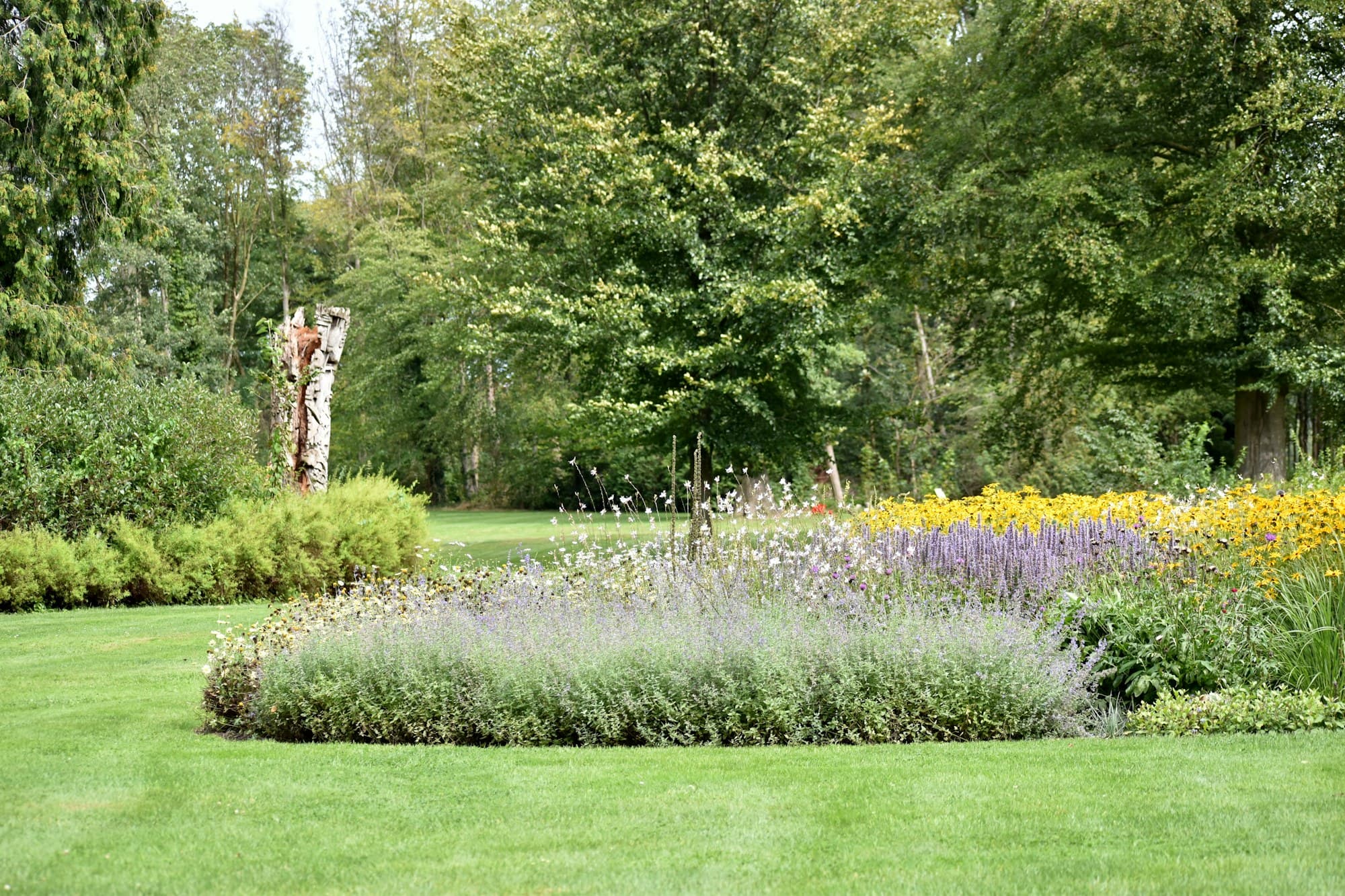 Tidy garden with a lavender bed in the middle of a mown lawn, mature trees behind