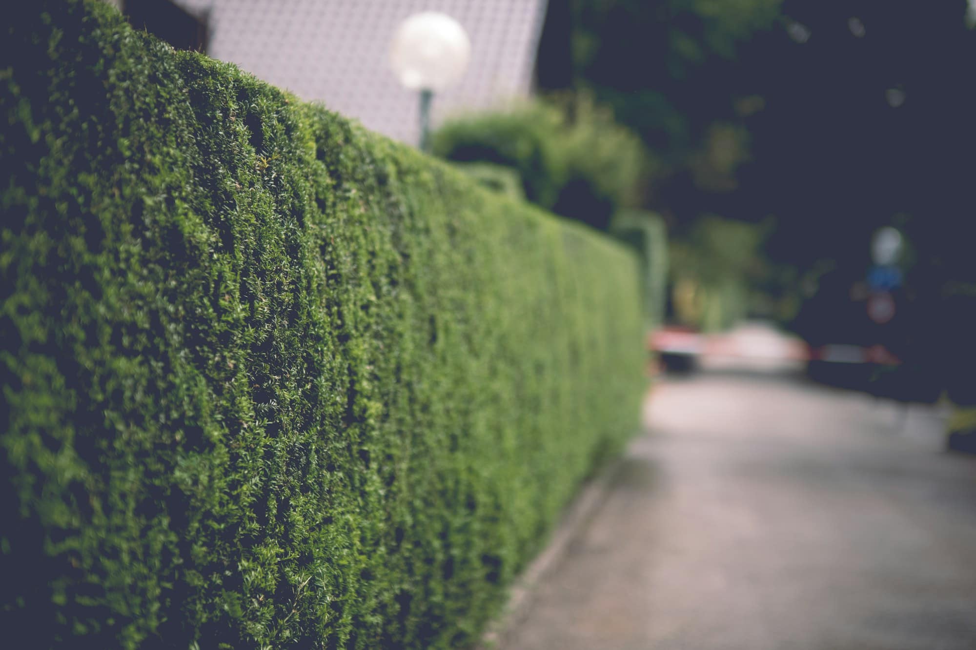 Long boundary hedge clipped flat and square running the length of a footpath