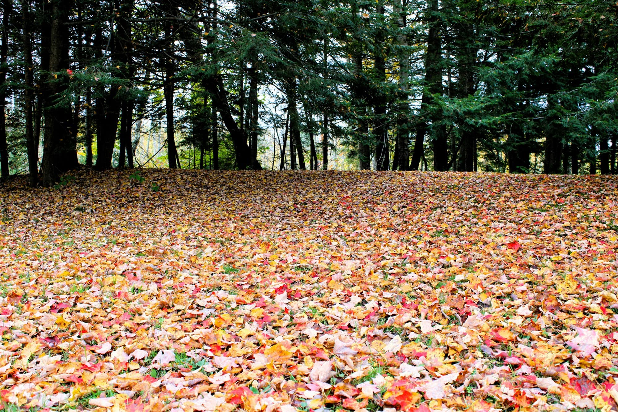 Lawn completely covered in fallen autumn leaves beneath a stand of tall trees