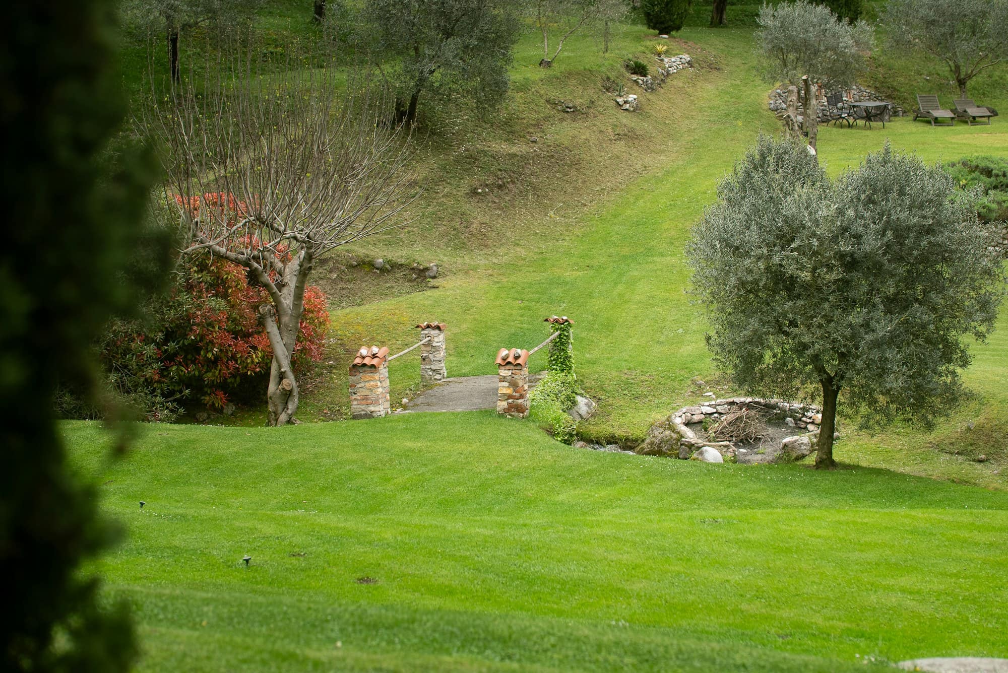Manicured garden with a sloping lawn, clipped shrubs and a small olive tree