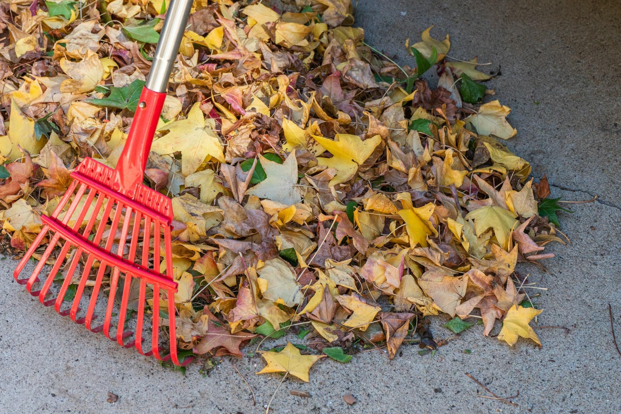 Red plastic rake pulling a pile of yellow and brown autumn leaves across concrete