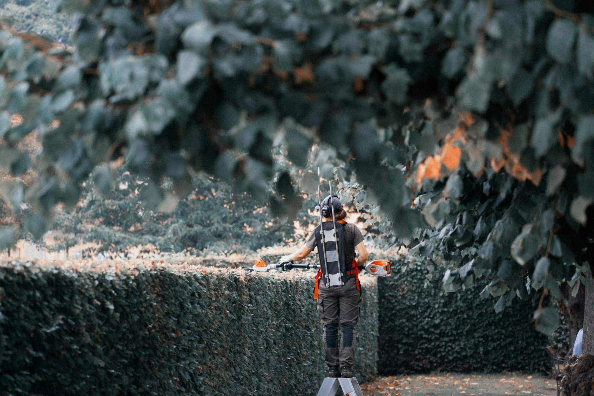 Worker in protective gear on a ladder trimming the top of a tall hedge, clippings falling